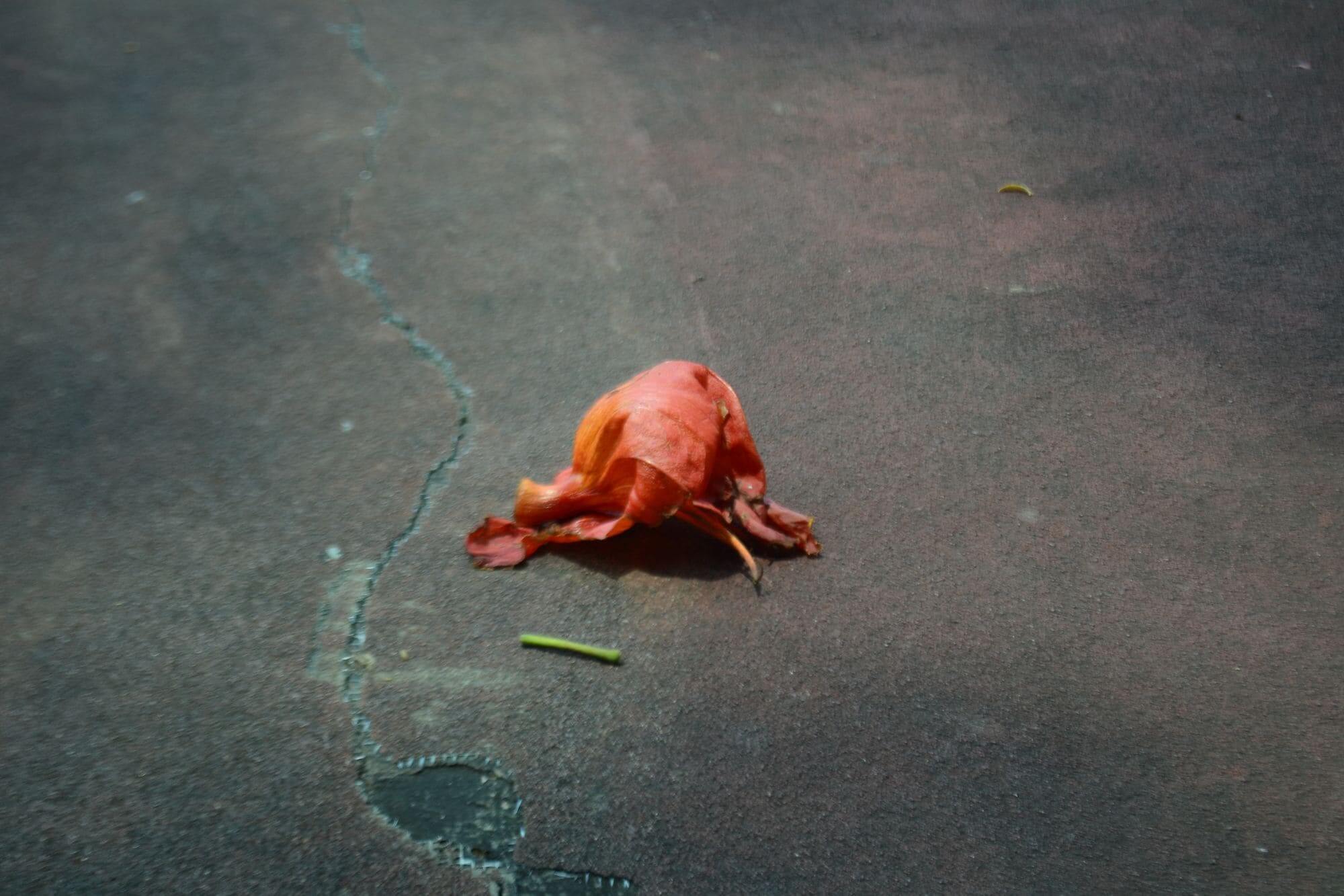 Dying flower petal on a cracked ground